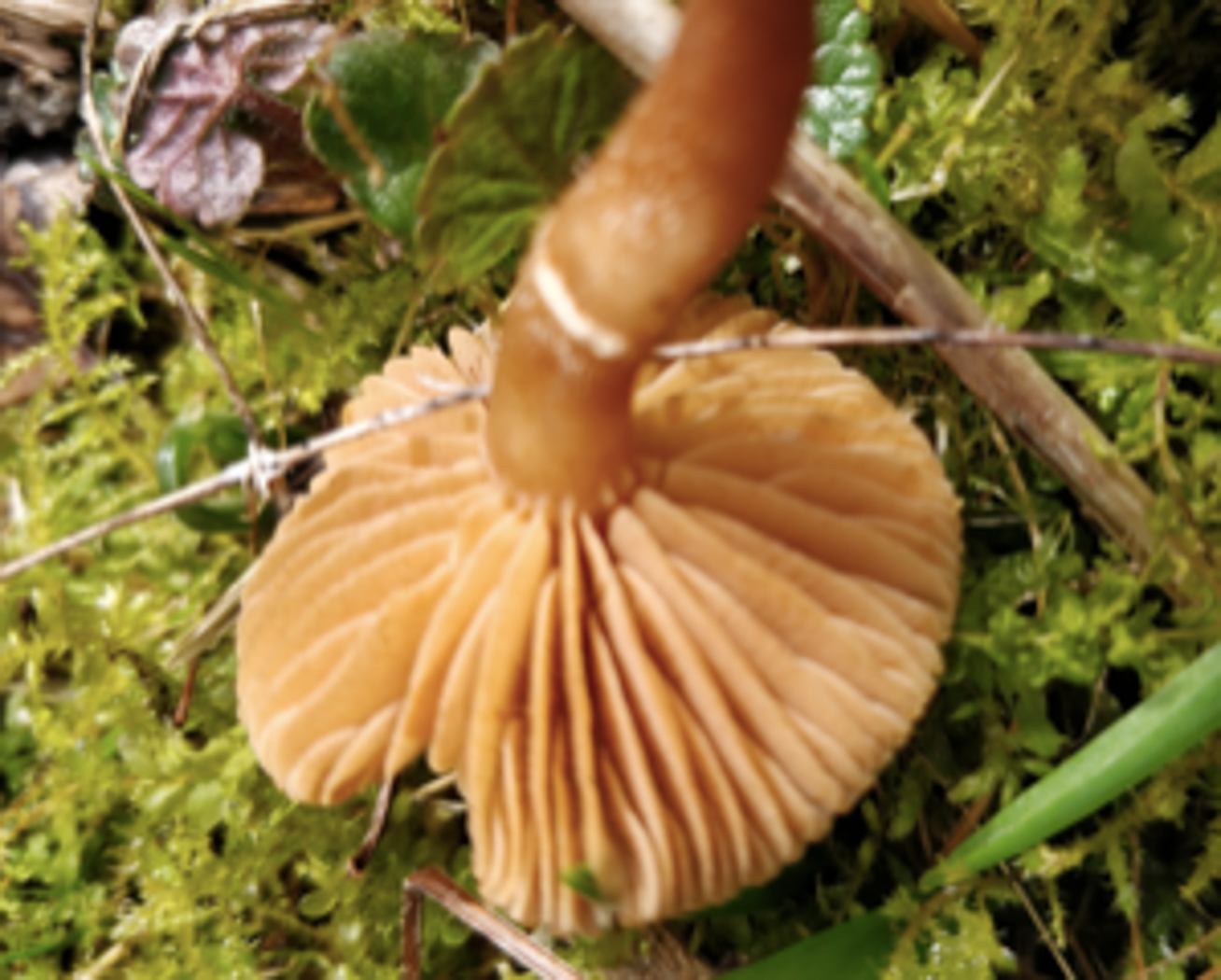 Photo by Bob Simpson Tubaria furfuracea by Bob Simpson
